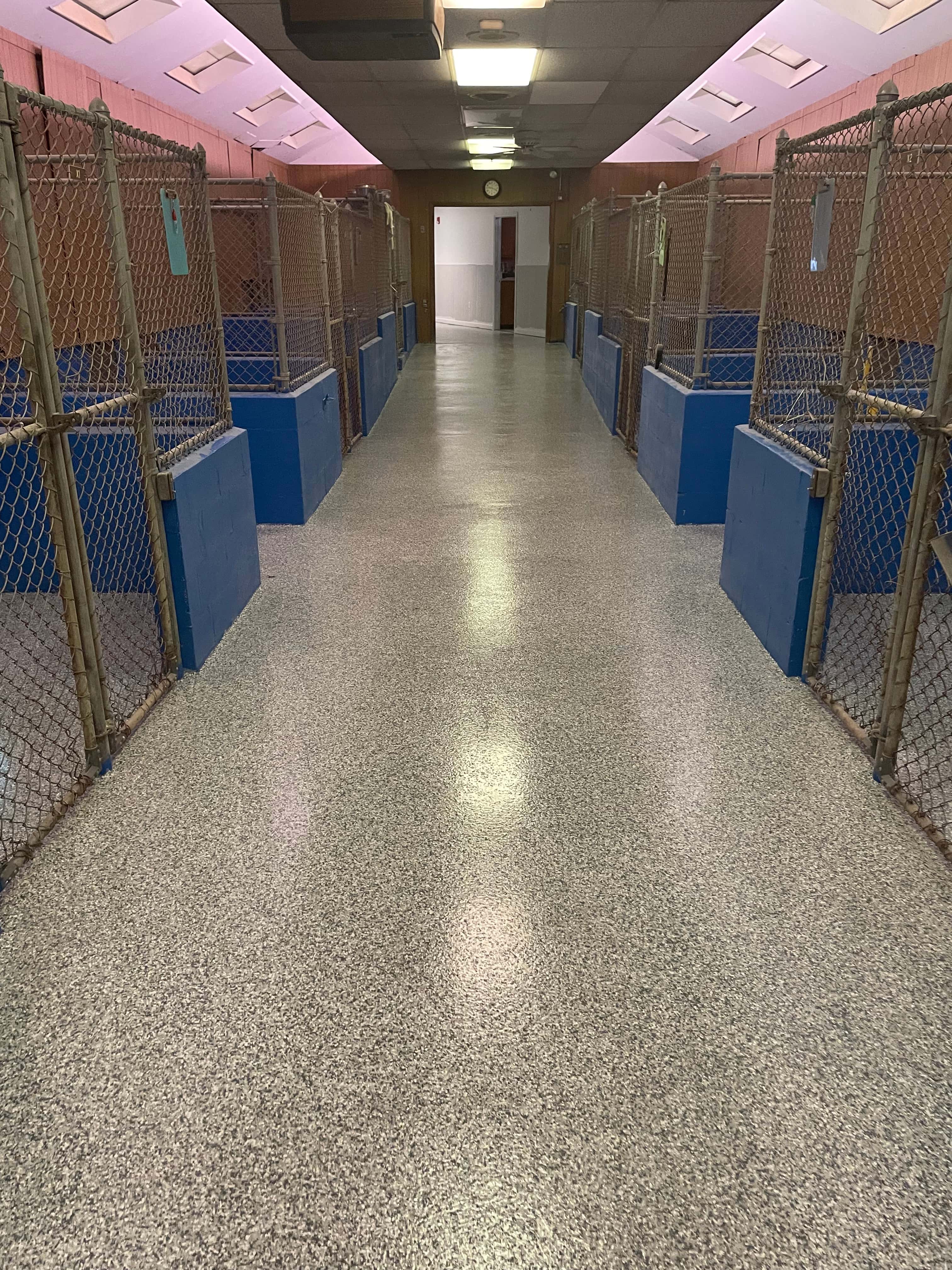 Veterinary Clinics concrete flooring project
